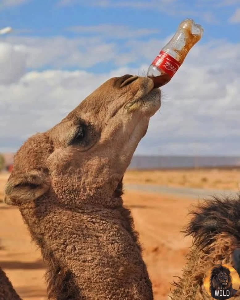 🐫 Верблюд пьет как пресную, так и соленую воду.
