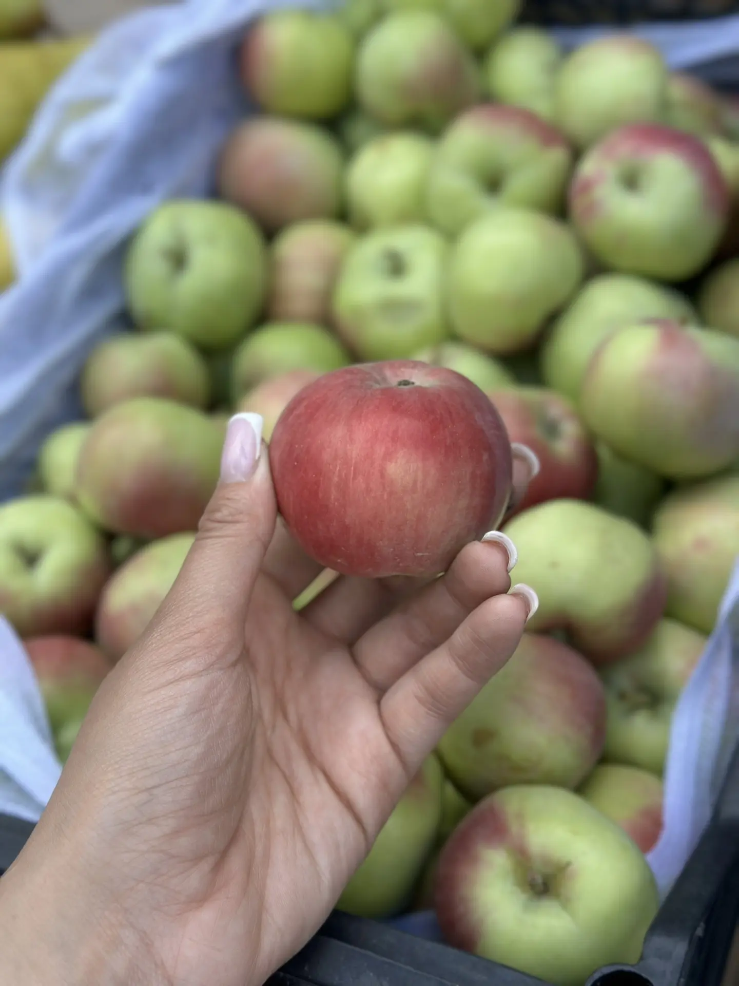 яблочки, свежий урожай 🍏

199₽ за кг