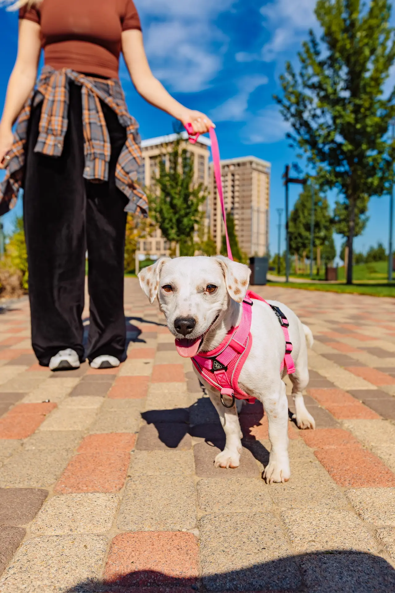 Кажется, в «Родных Просторах» есть отдельное сообщество жителей – четвероногих 🐶