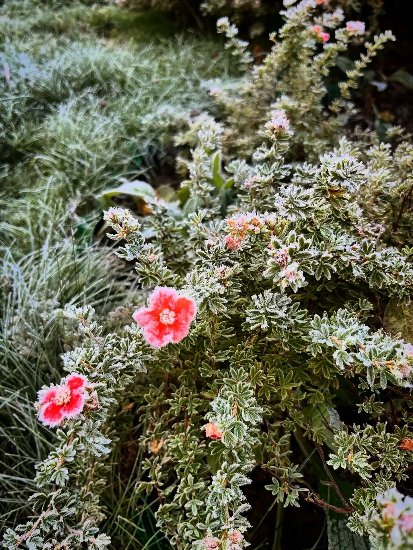 Котомама Алисы прислала каким было сегодняшнее морозное утро❄️