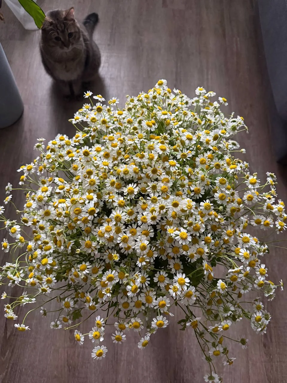Доброе утро💫

Большой пушистый шмель случайно в кадр попал😺