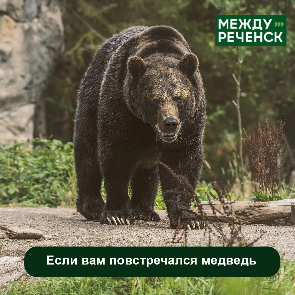 Медведи всё чаще выходят к людям. Важно знать, как себя вести на природе.