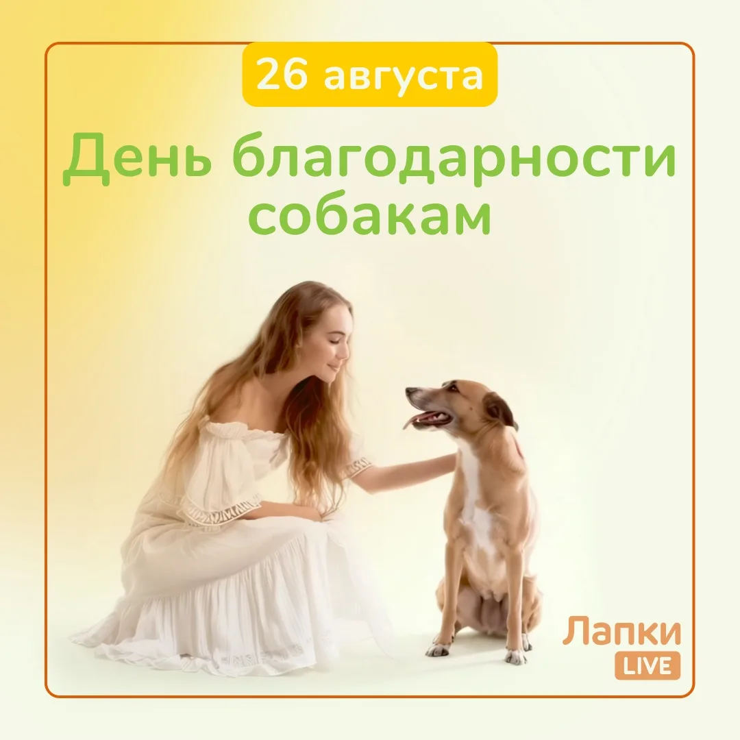🗓️ 26 августа — День благодарности собакам. Каждый раз они дарят нам радость, верность...