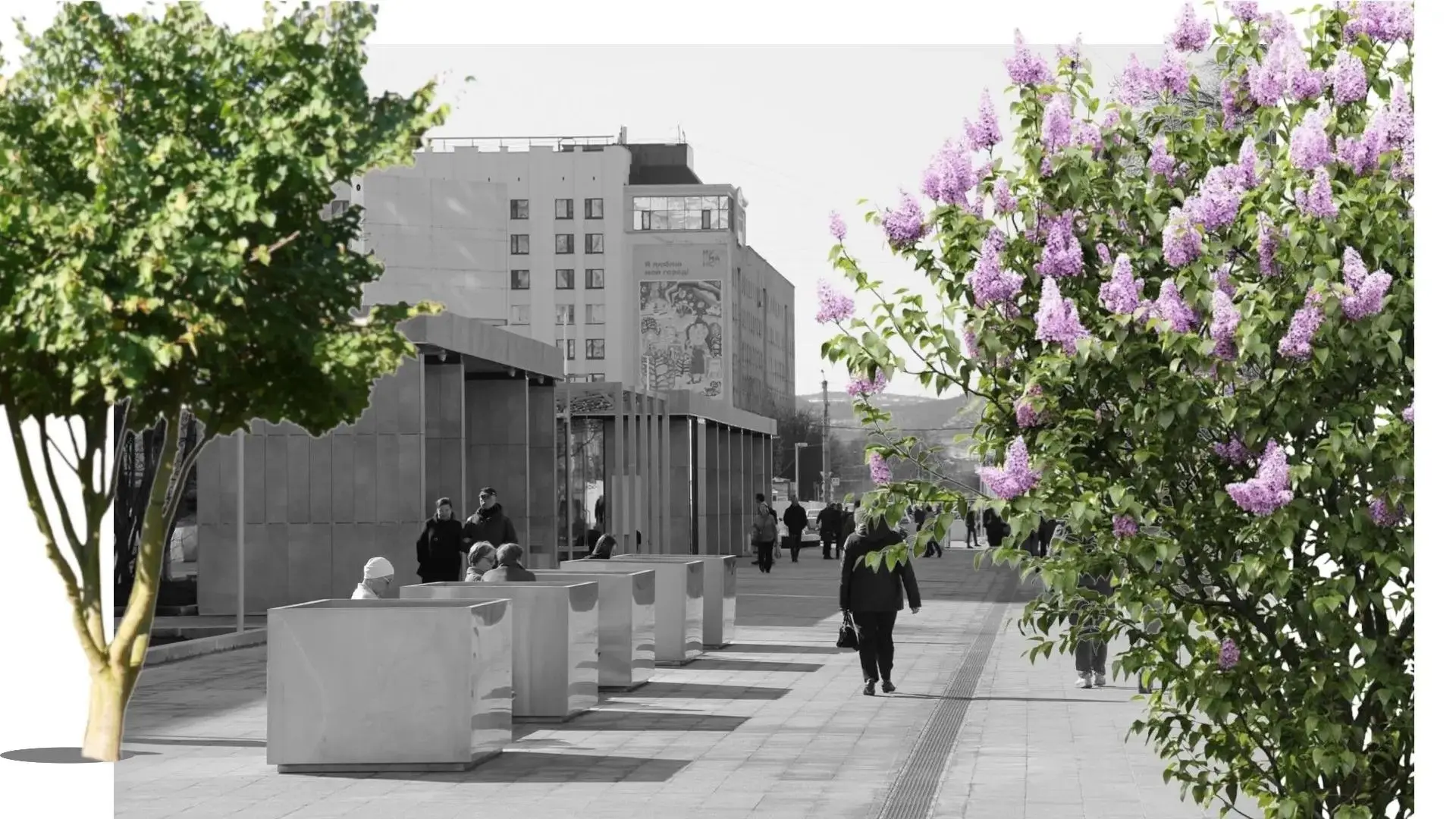 🌿 Масштабное озеленение на улице Ленинградской началось с высадки сирени. На территори...