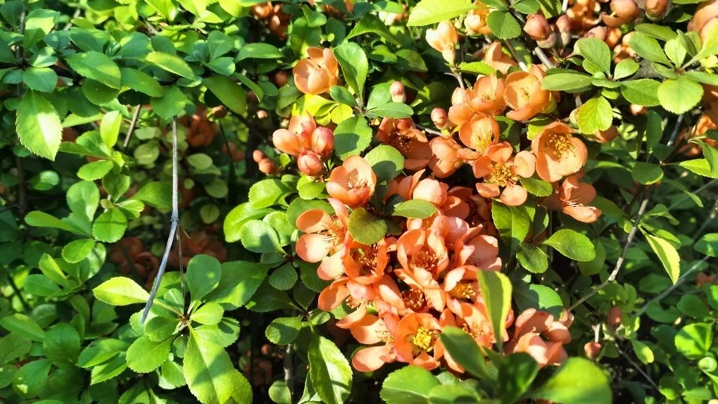 ✨ 🌺  Весна в самом разгаре — и наш любимый парк культуры и отдыха расцвёл во всей крас...