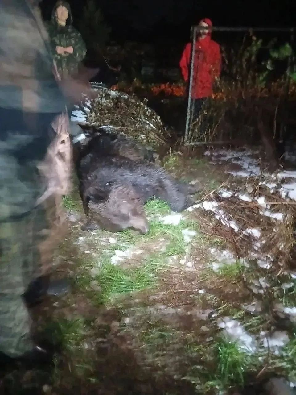 🐻Медведя ликвидировали под Краснотурьинском.
