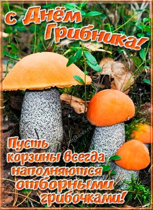 3 октября - Всемирный день грибника🍄
