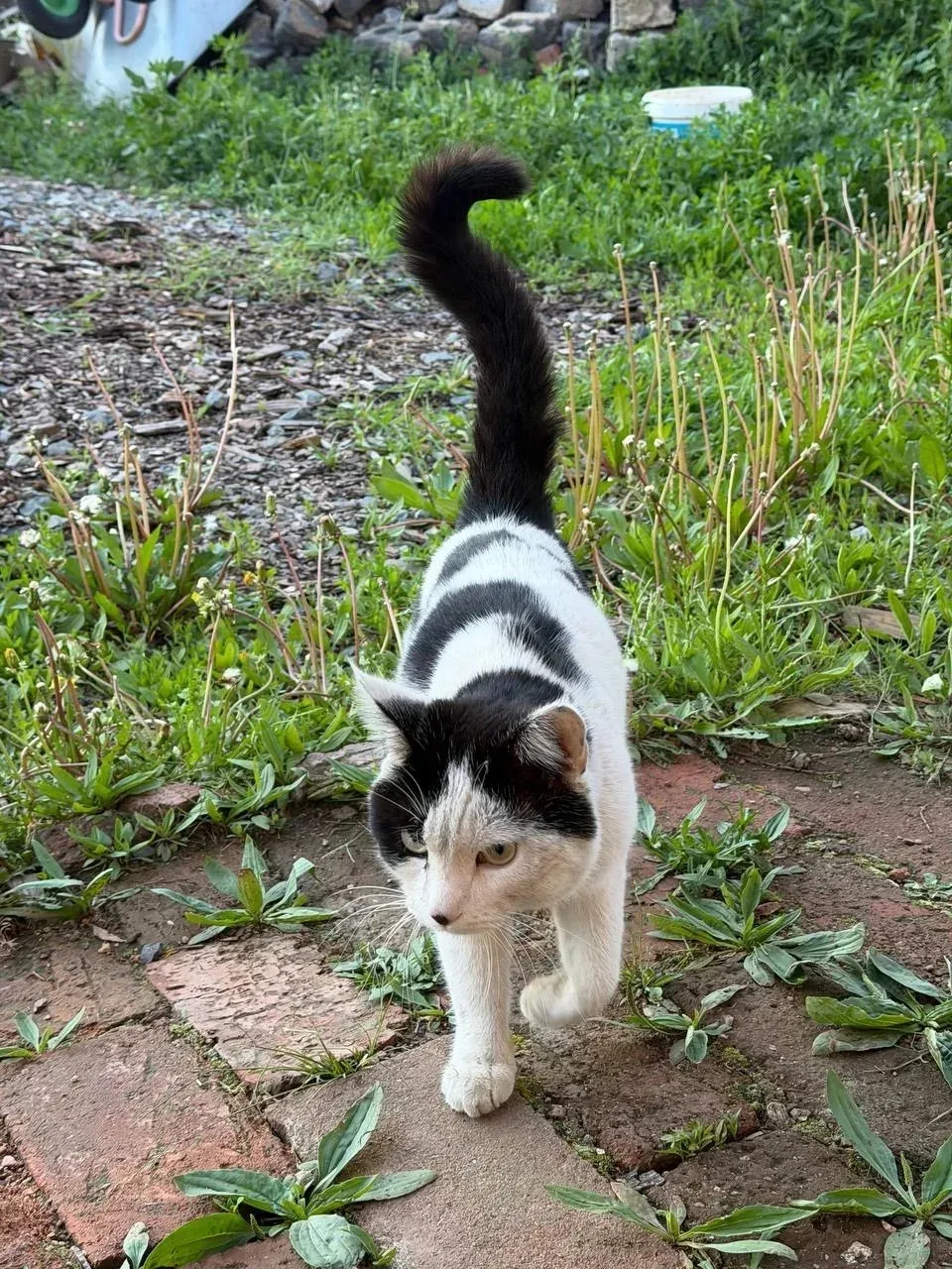 Молодой котик, год от роду хочет быть домашним 🤗. Ласковый. Кушает все и промышленный ...