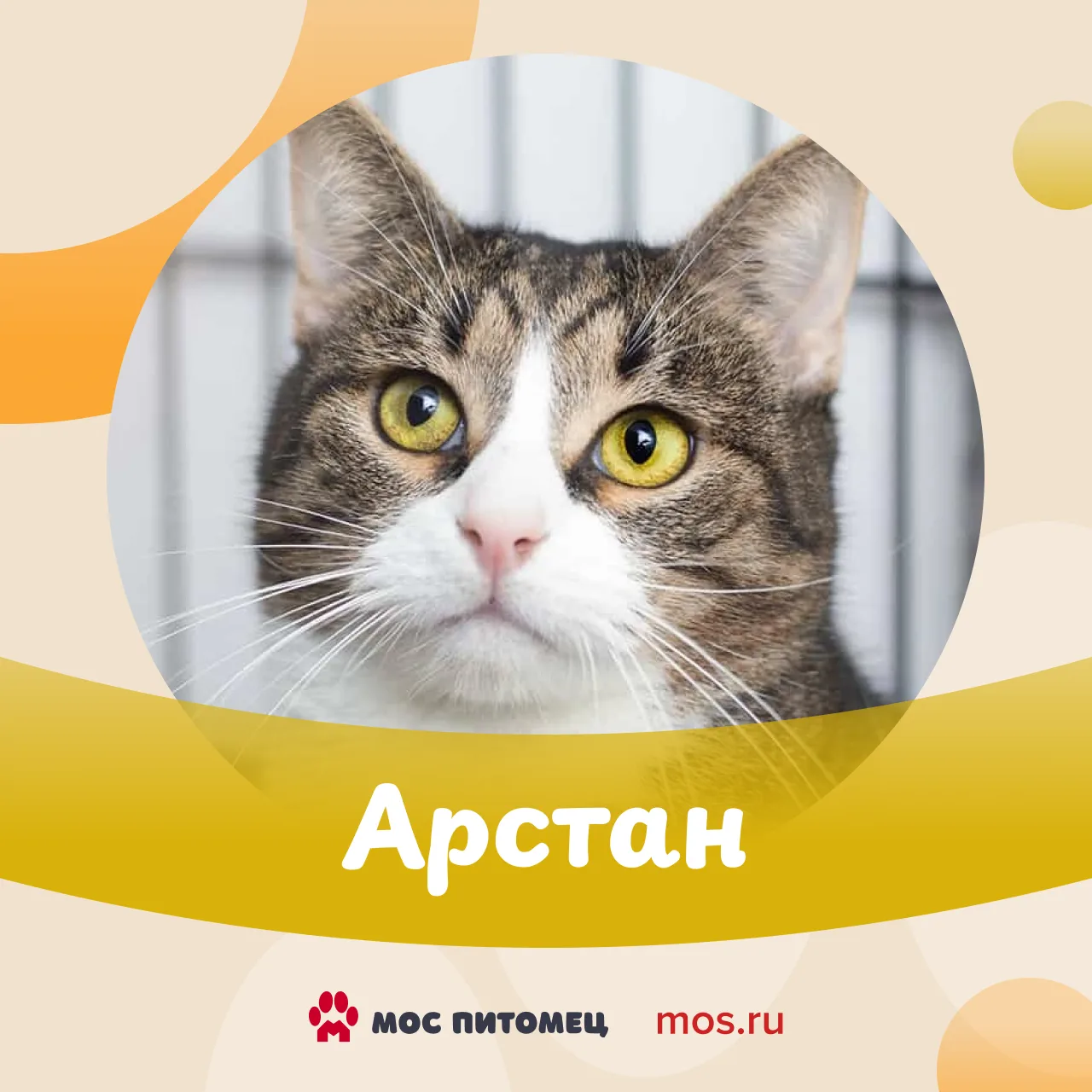 😻 Пушистые, полосатые и очень милые. Знакомьтесь: котики из приюта «Муркоша». В рубрик...