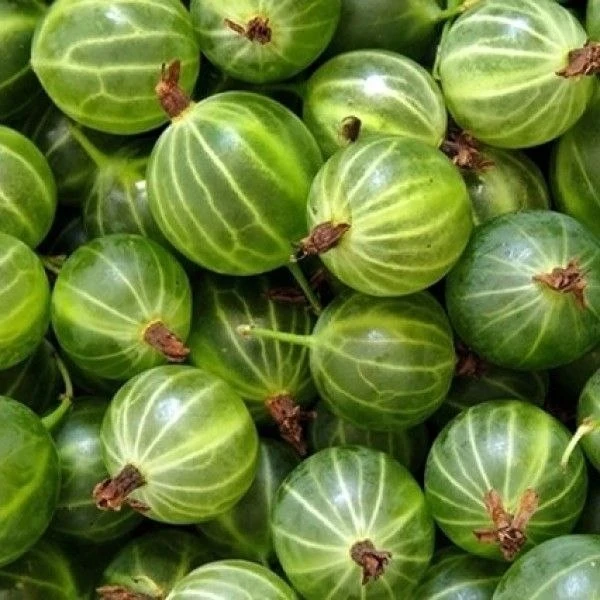 🍏 Крыжовник — натуральный помощник для здоровья!