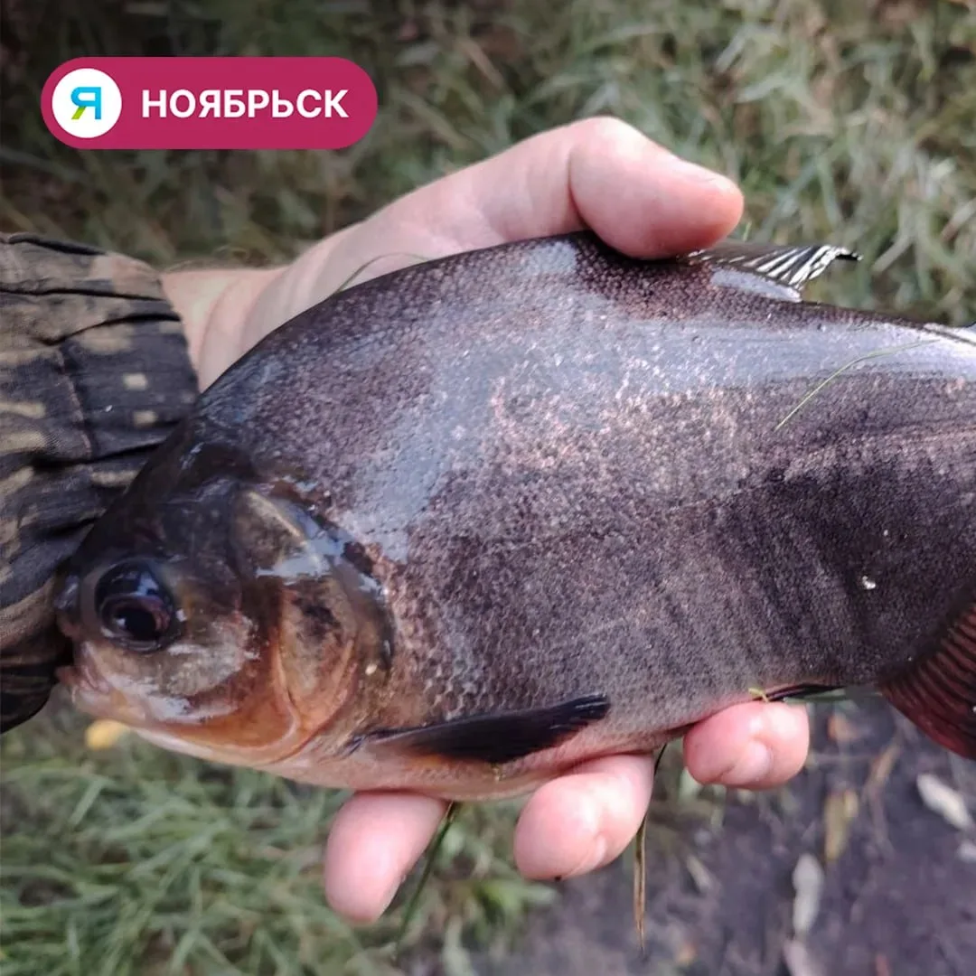 🐟 В Ноябрьске рыбак поймал экзотическую рыбу