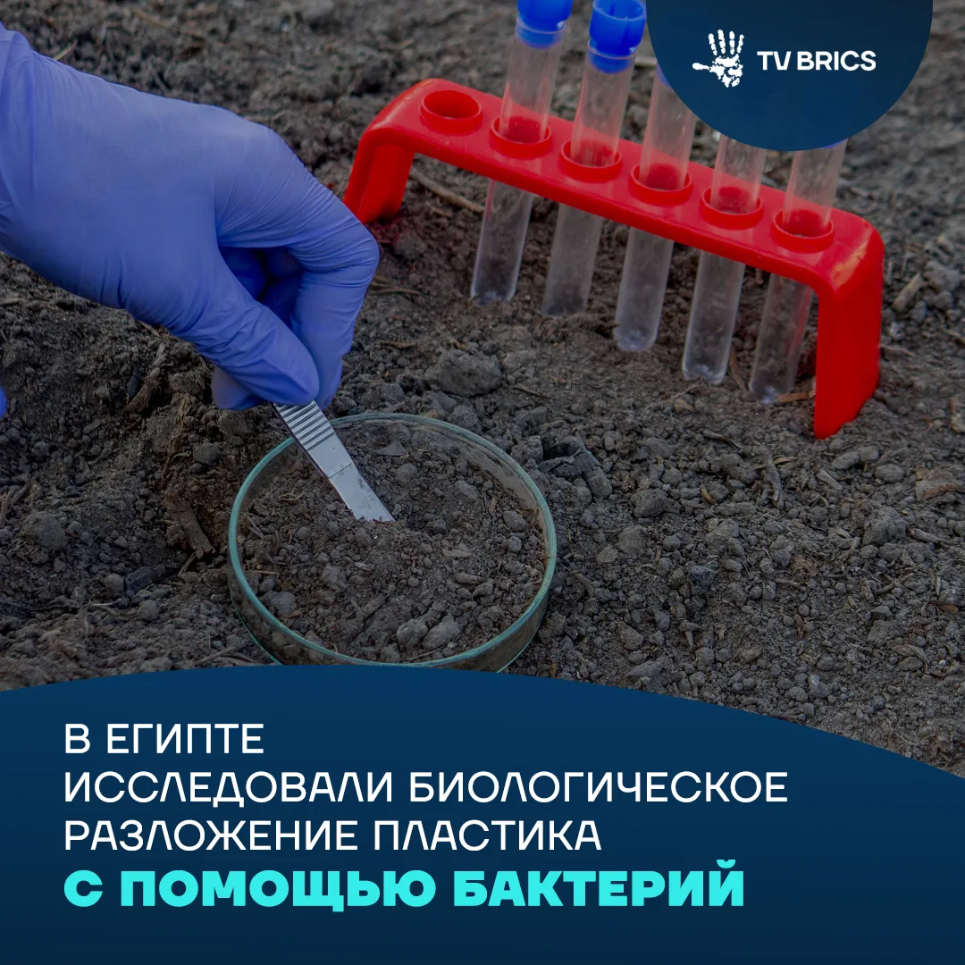 🇪🇬  Египетские исследователи обнаружили микроорганизмы, способные разлагать поливинилхлорид – один