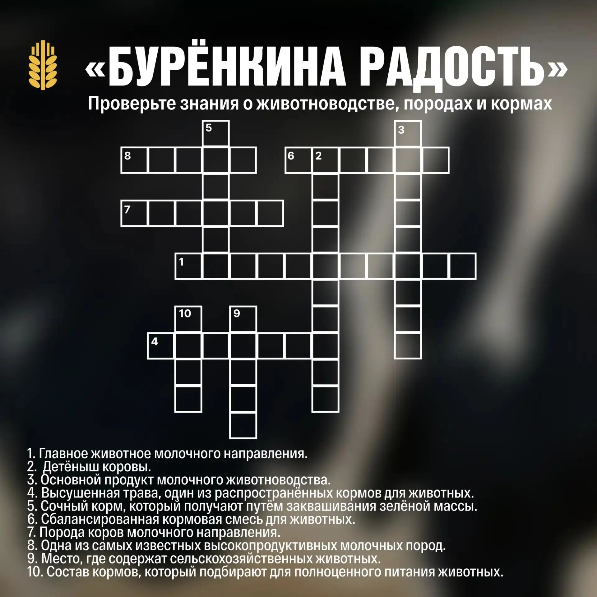 Агро-кроссворд: «Бурёнкина радость»
Животноводство — это ежедневная работа, в которой важны уход за 