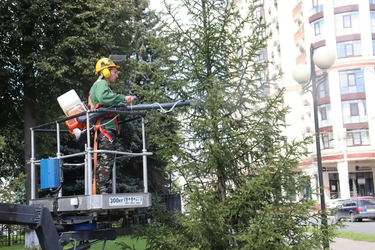Во Владимире провели дополнительный уход за елями на Площади Победы