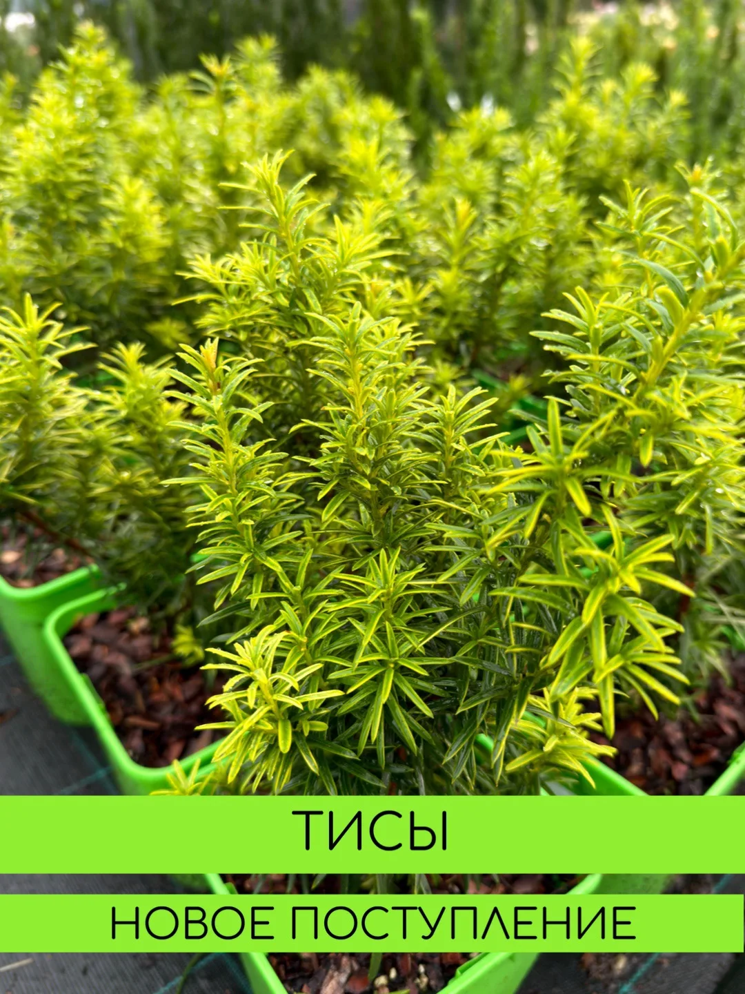 🌱Тис — одно из самых универсальных хвойных растений:

✅Вечнозелёный — сохраняет насыщенный цвет и д