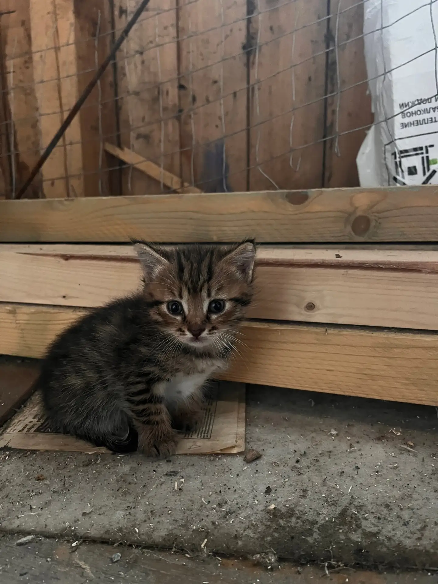 📌Отдаем котят в добрые руки🐱

Чужая кошка окотилась у нас во дворе, себе оставить не можем, у сами