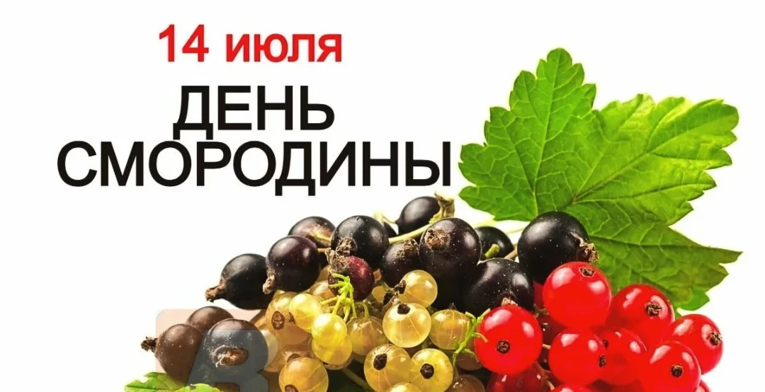 ——————————————————
Сегодня — День смородины! 🫐
——————————————————

14 июля в России отмечается этот