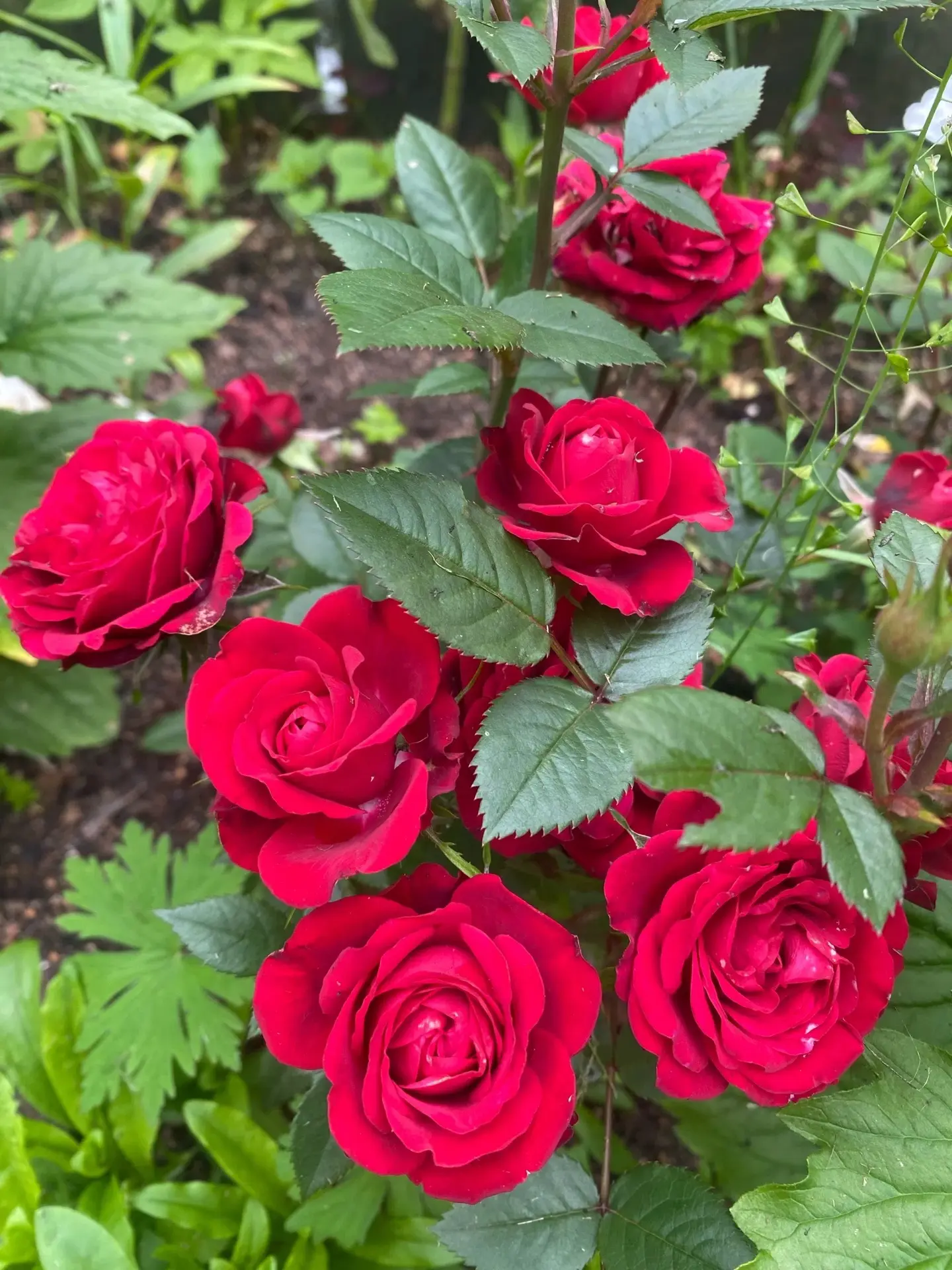 Доброе яркое утро! 🌹