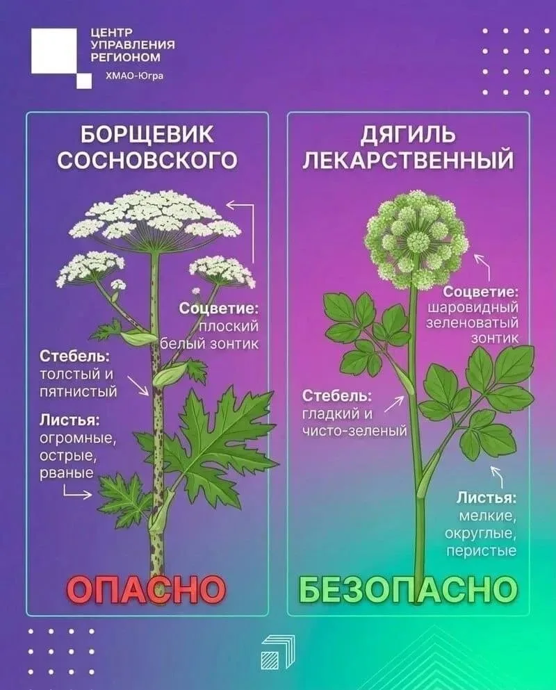✨ℹ️«Это не враг, а лекарь!»: как в нашем заповеднике перепутали Дягель с Борщевиком