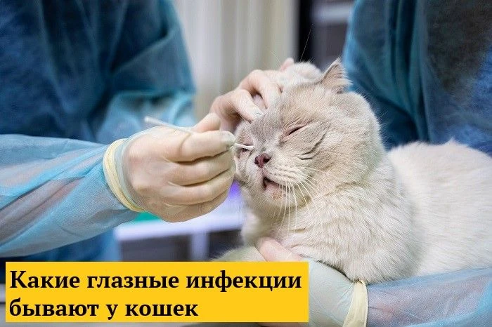 Некоторые породистые кошки особенно подвержены воспалениям глаз и слезотечению. Как вов...