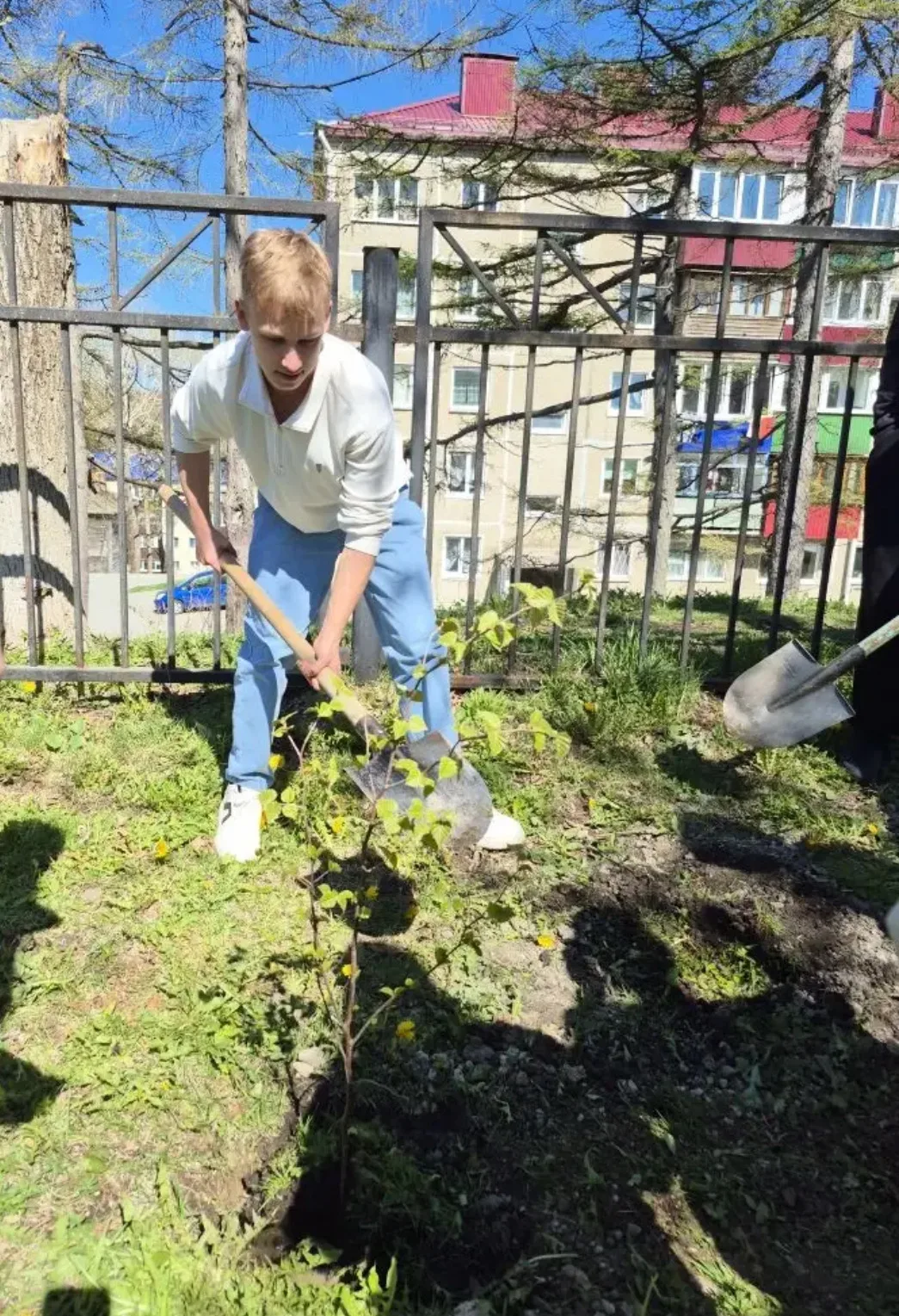 🌳 Выпускники в деле: школа становится ещё зеленее!  По сложившейся традиции ребята высадили деревья 