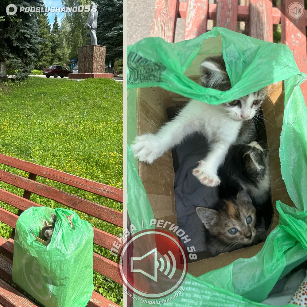 💔 В центральном парке города Городище Пензенской области неизвестный оставил на скамейке трёх котят