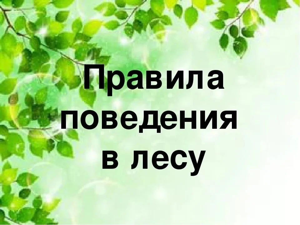 Лес — это не только место для отдыха, но и сложная экосистема, требующая бережного отно...