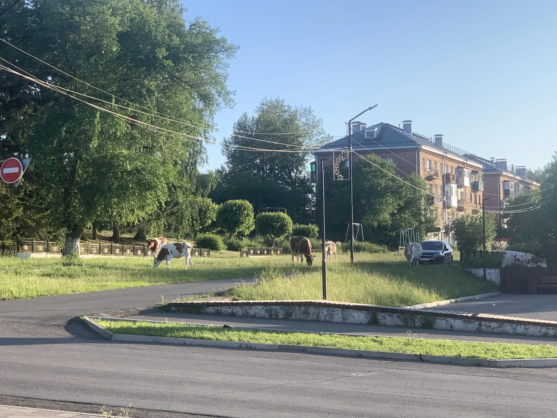 Рогатые похоже двигаются на звуки музыки 

Прекрасный музыкальный вечер на фоне невероятно красивого