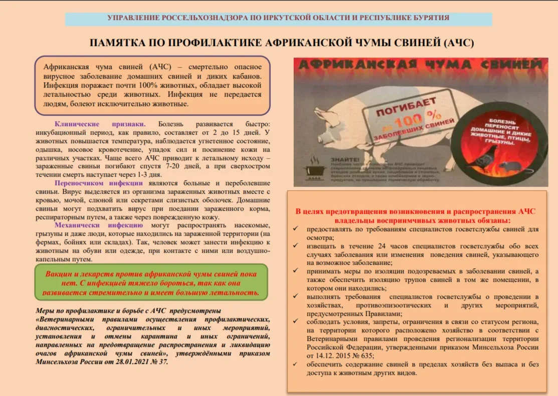🔔 Памятка по профилактике африканской чумы свиней