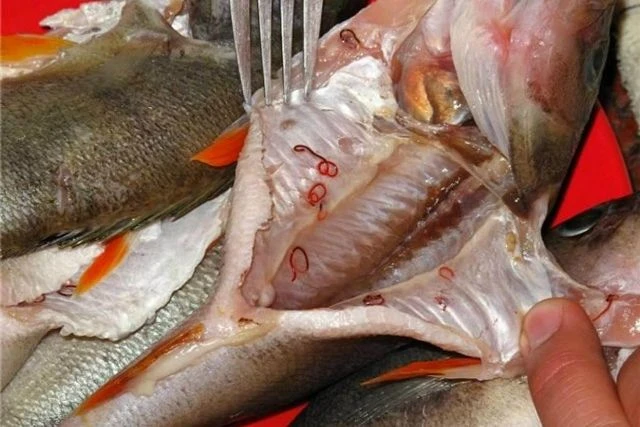 🐠 Заболевания, передающиеся с морепродуктами?
Нет сомнений, что рыба – один из полезнейших продукто