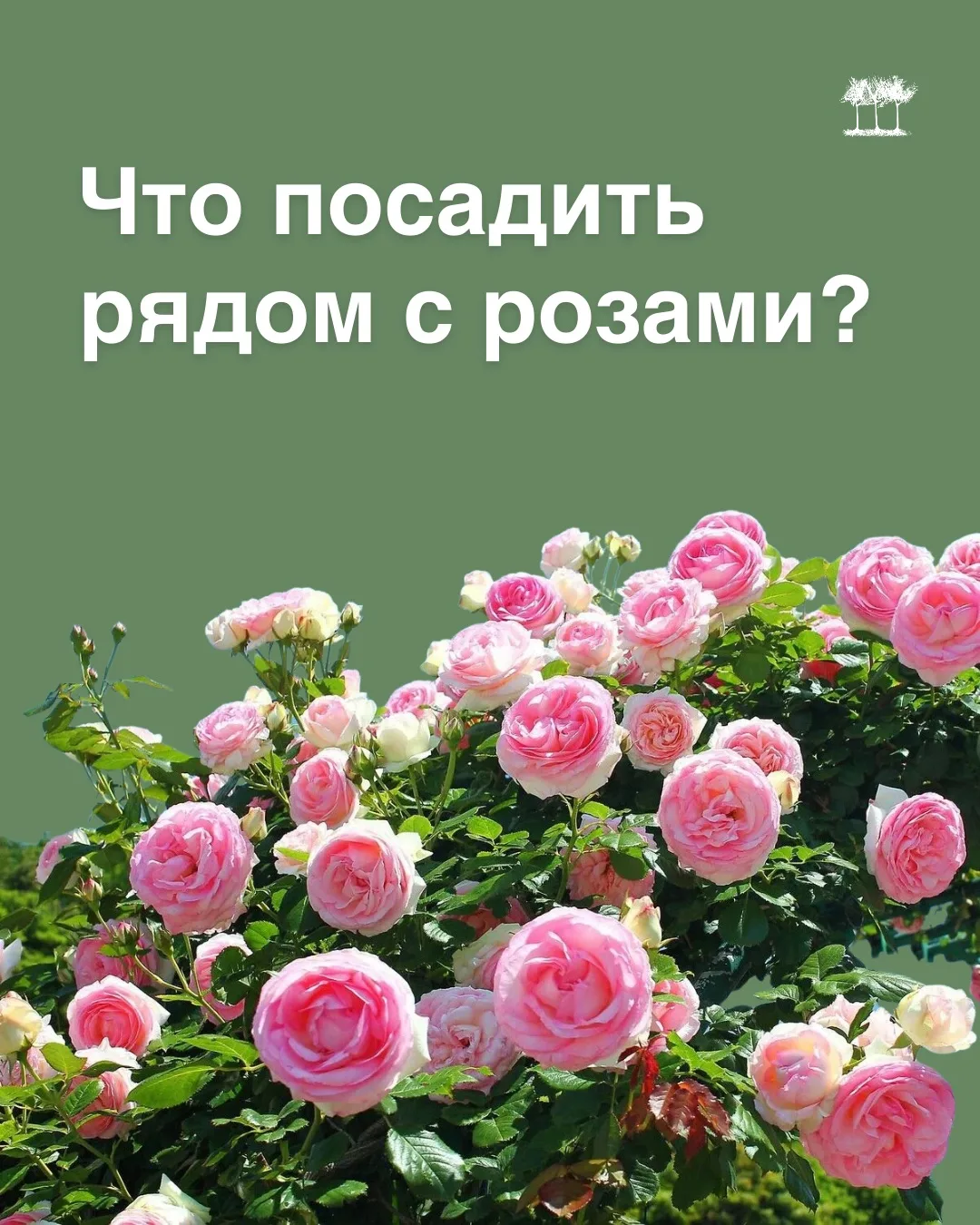 Что посадить рядом с розами?