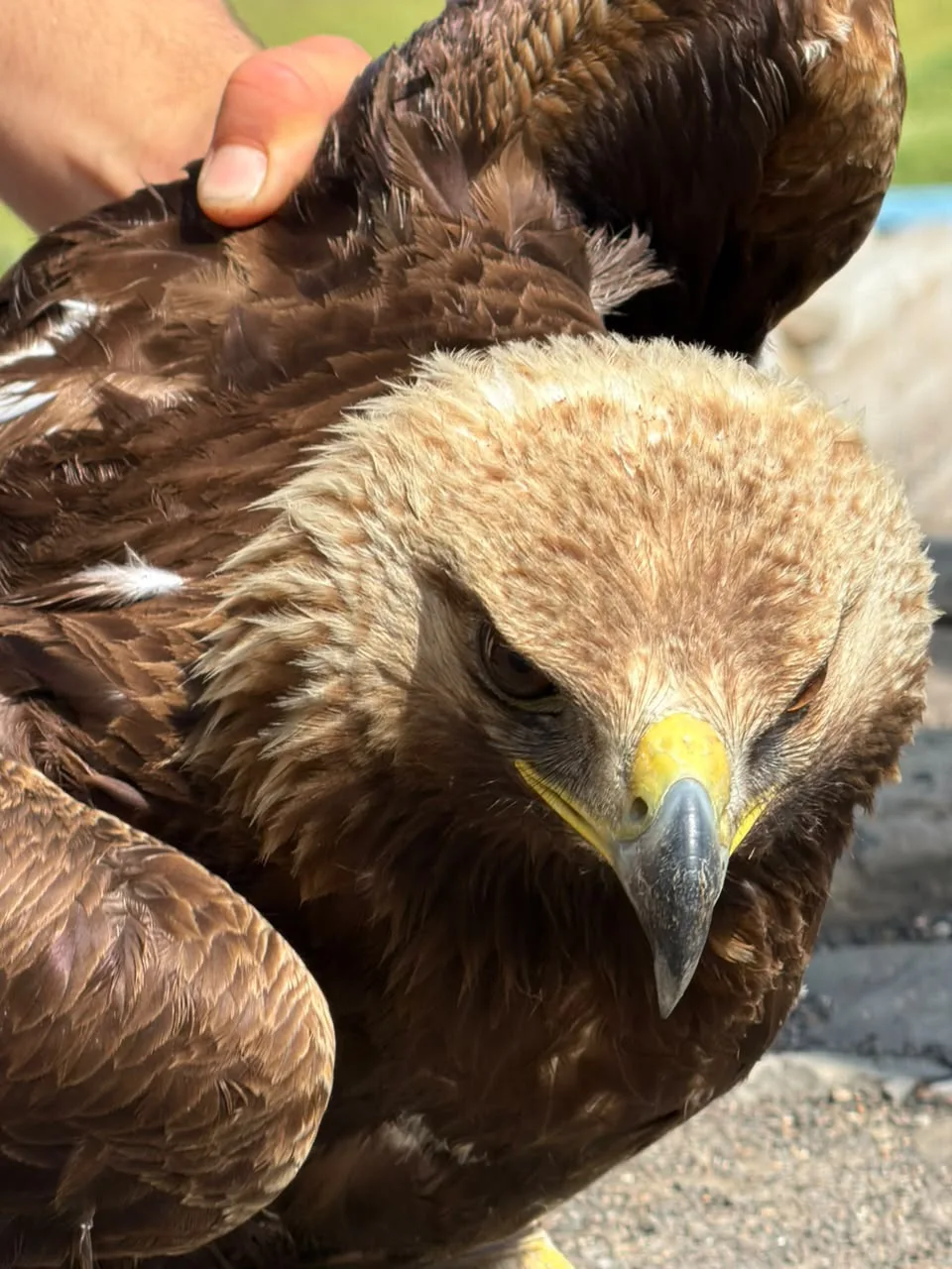 🦅 Сегодняшние кадры из села Мисси.