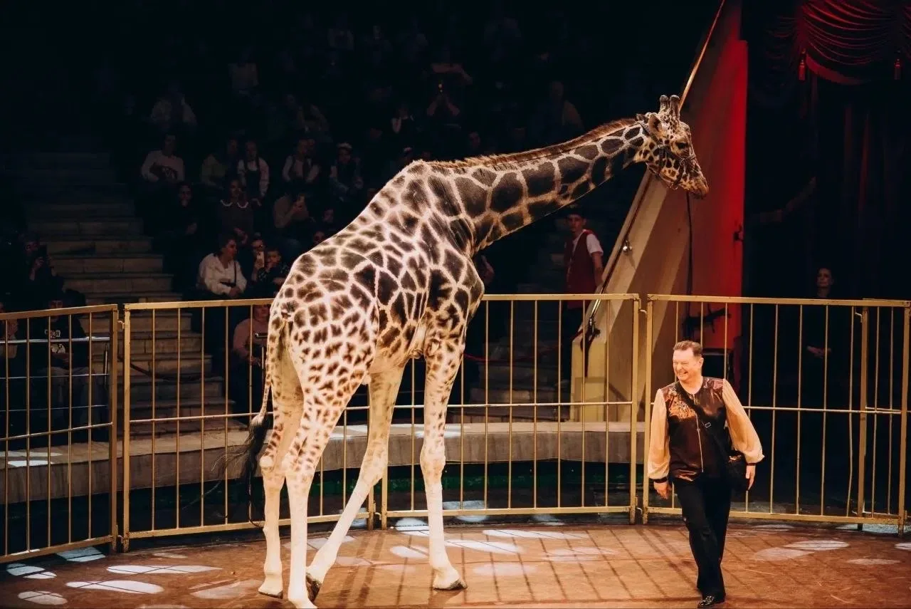 🦒 ЗНАКОМЬТЕСЬ — БАГИР!