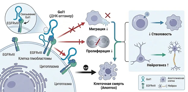 Учёные Центра Бурденко создали ДНК-аптамер Gol1 для прицельной терапии глиобластомы

🦠 Глиобластома