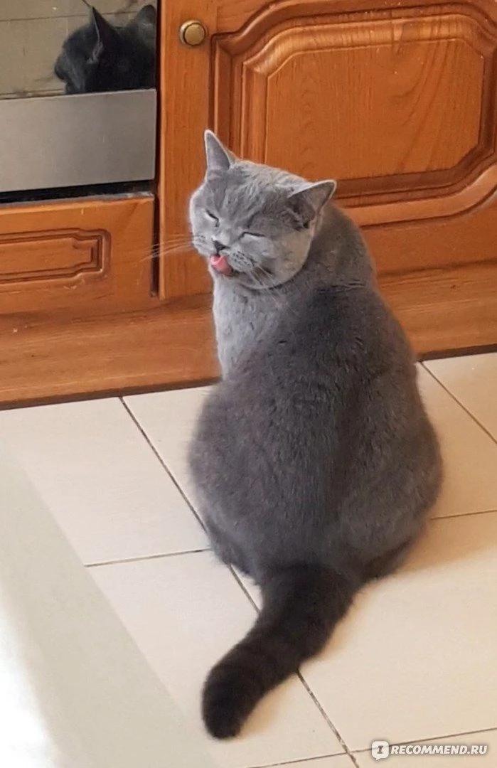 🐾 КОШАЧЬИ СЕКРЕТЫ: ПОЧЕМУ УГЛЕВОДЫ КОШКЕ НЕ ДРУГ