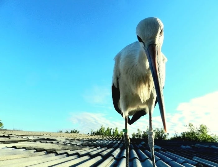 🐦Это Аркаша из Шебекино
