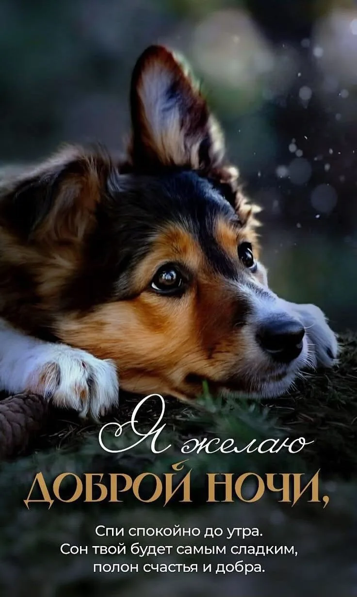 #Добройночи  #Спокойнойночи #дозавтра #ночь #сон #баюбай #волшебныхснов #открытки
