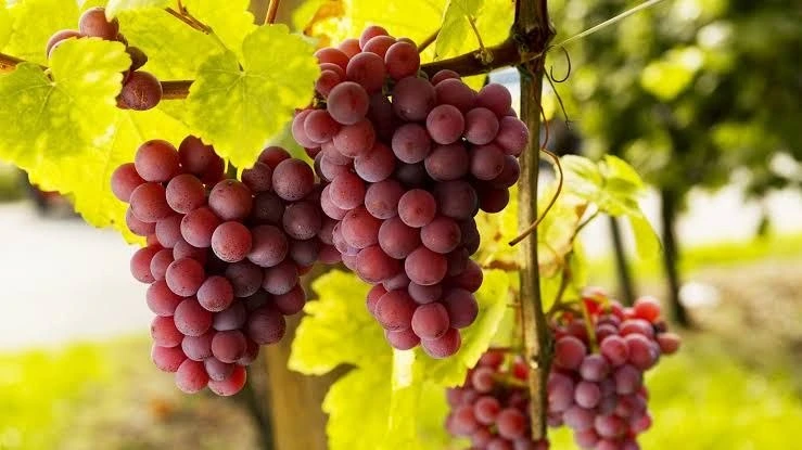 4 интересных сорта винограда для сада 🍇