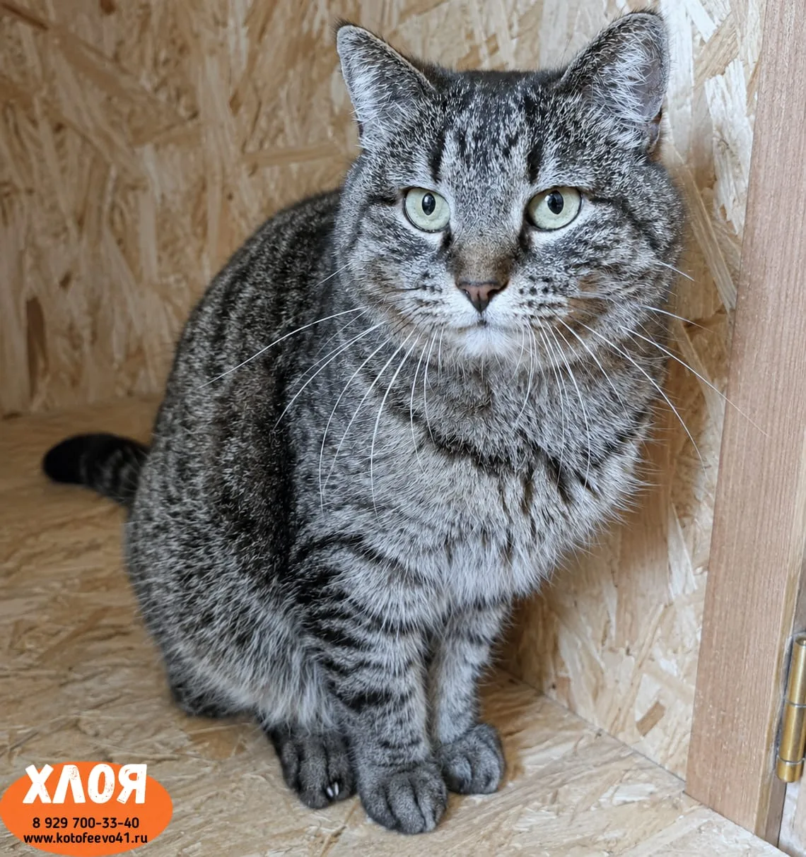 Кошечка *Хлоя*