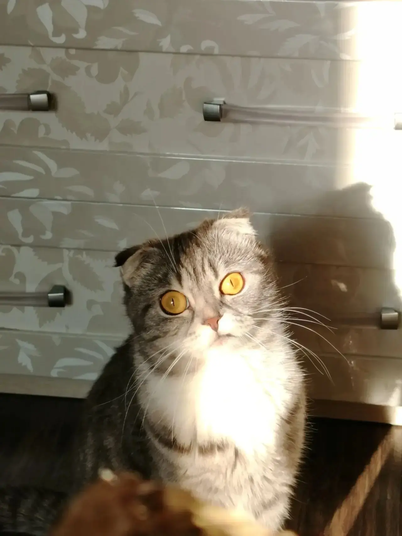 4 октября — Всемирный день защиты животных. 🐾