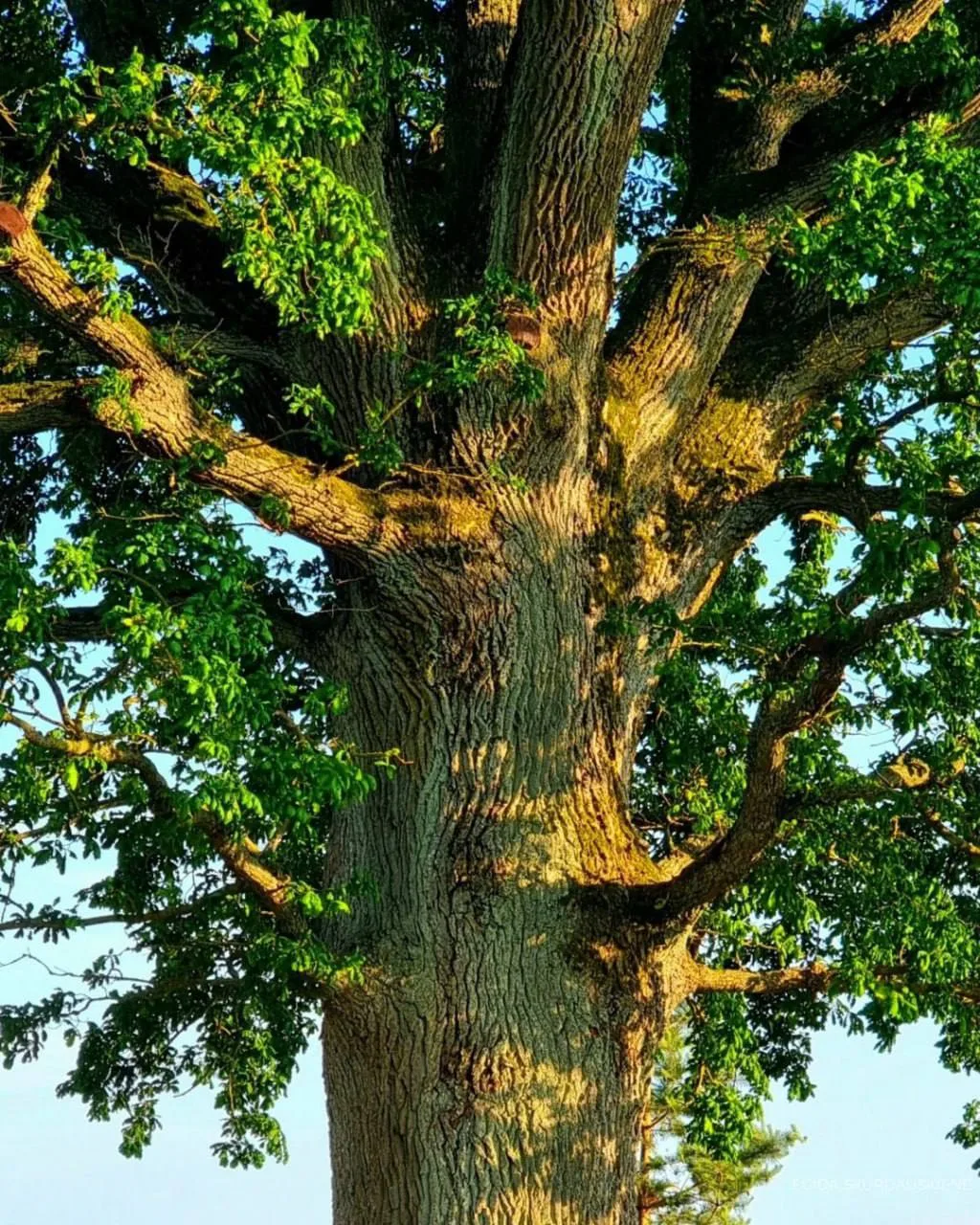 🌳Прочитала, что есть такой ежегодный конкурс под названием  «ЛУЧШЕЕ ЕВРОПЕЙСКОЕ ДЕРЕВО...