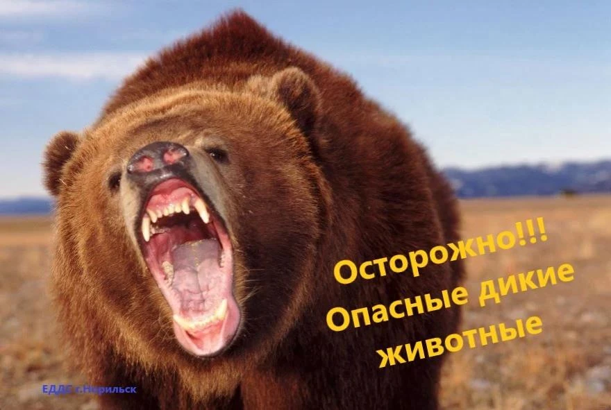 Внимание, медведь!