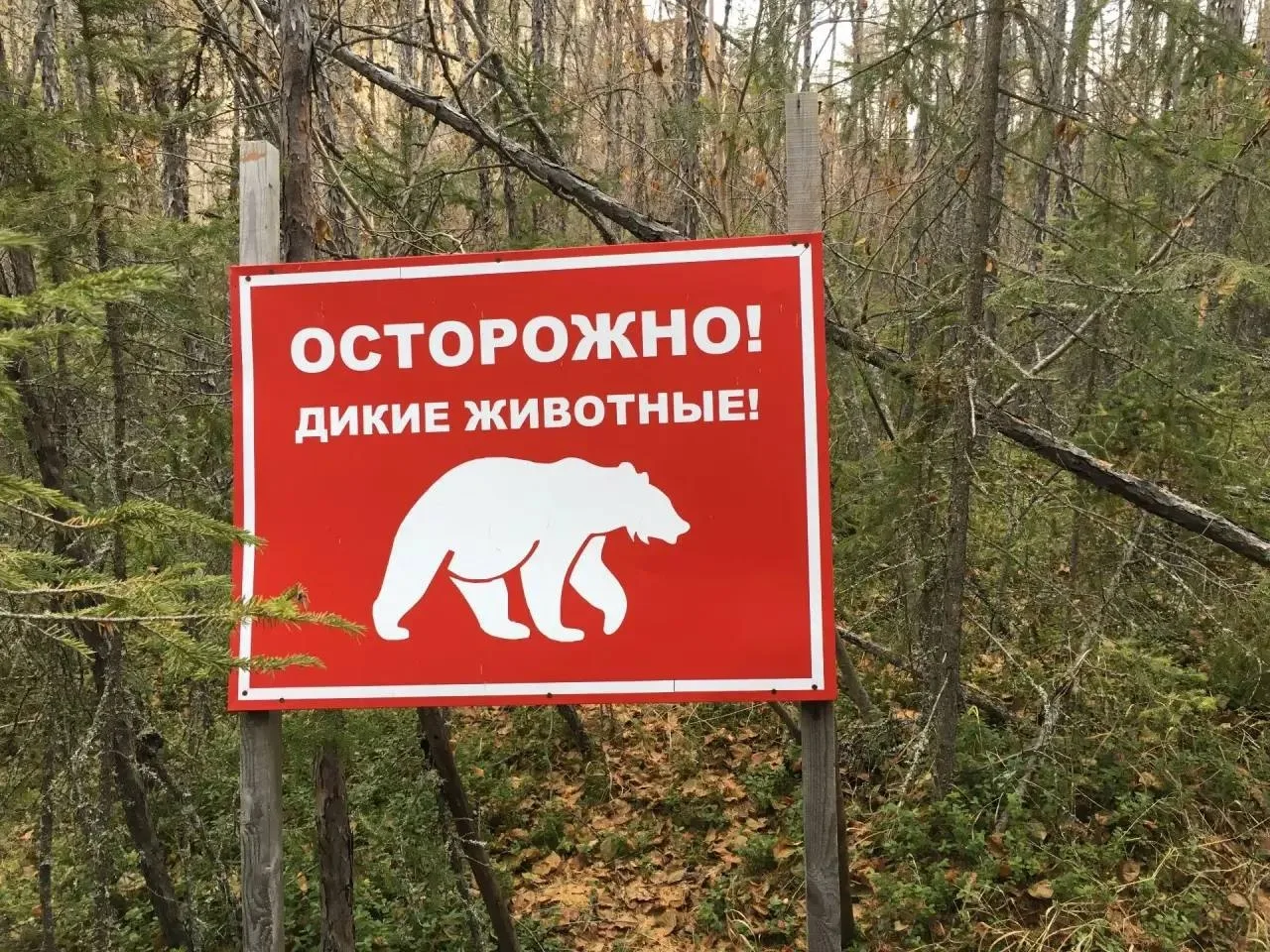 В Краснодарском крае насчитали более 600 бурых медведей