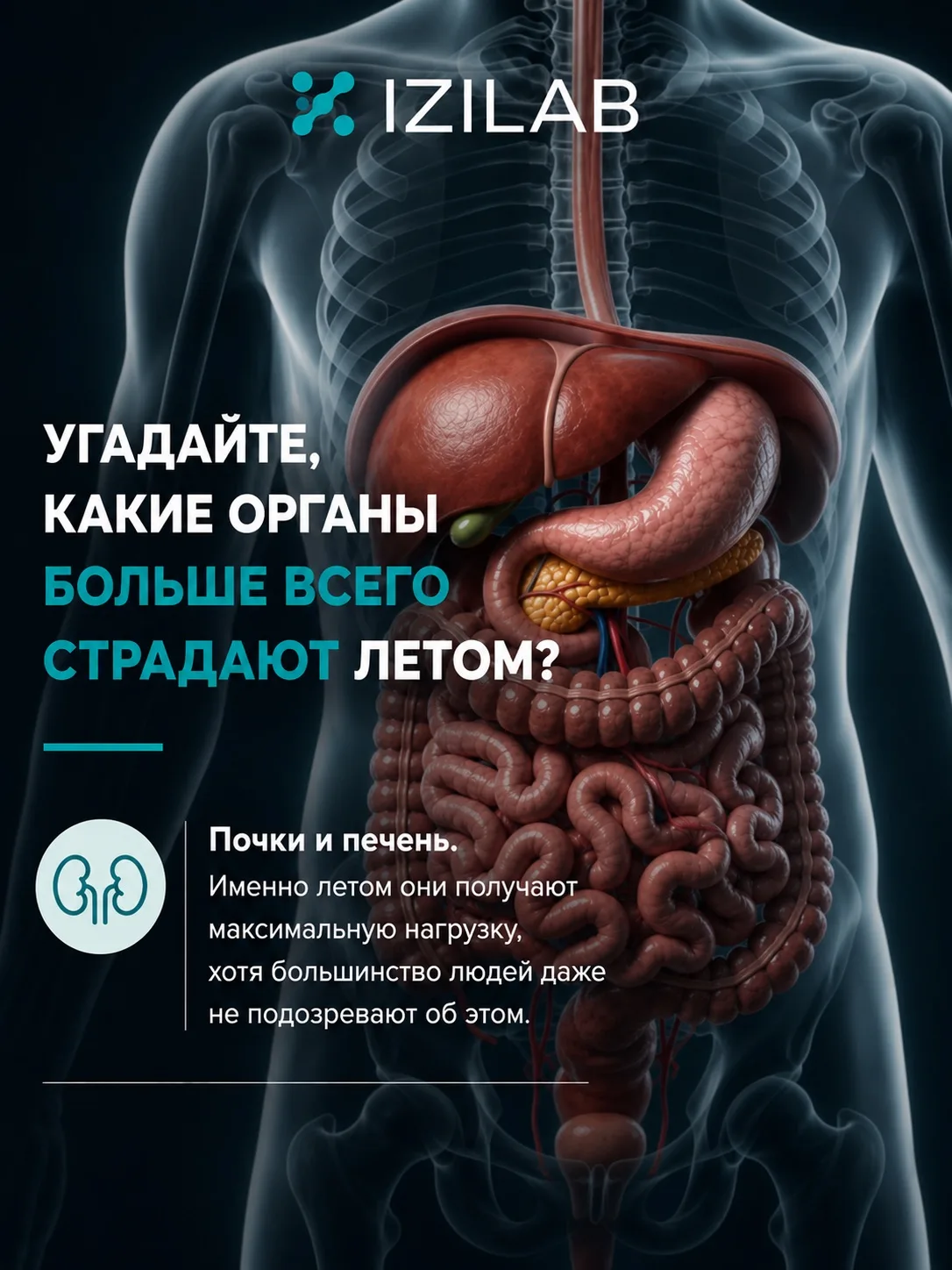 Угадайте, какие органы больше всего страдают летом? ☀️

Почки и печень.
🔤 Летом мы меньше пьём воды