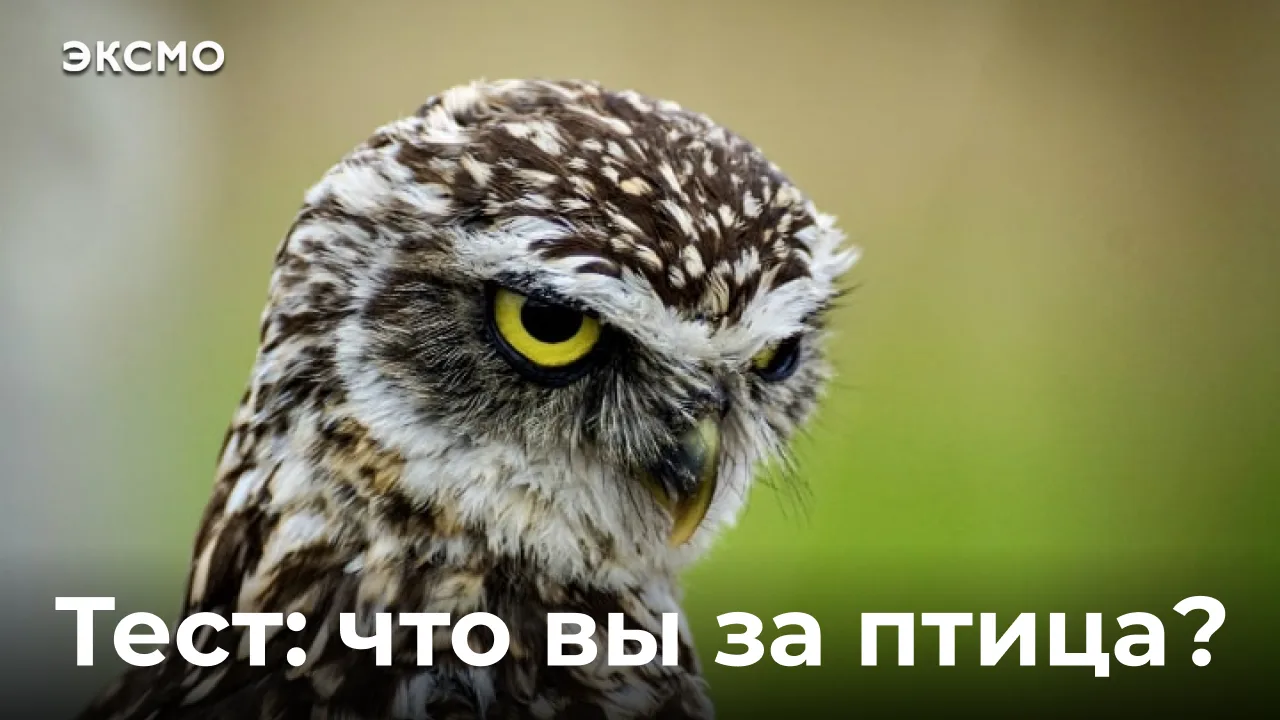 Автор мирового бестселлера «Удивительная философия птиц» Филипп Дюбуа считает, что у на...