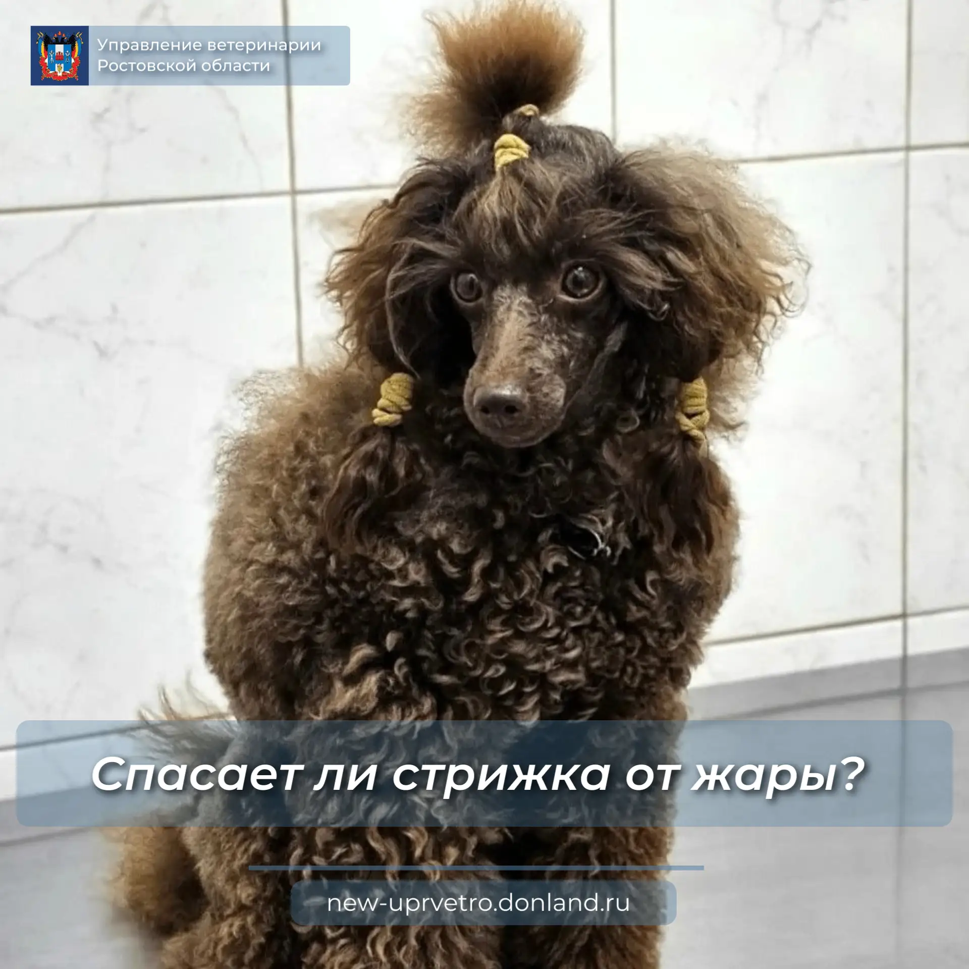 Если ответить коротко, то стрижка не спасает питомцев от жары, а в большинстве случаев ...