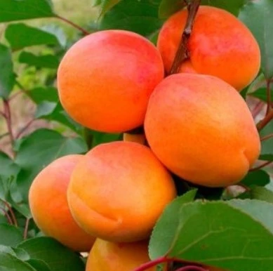 ✨🍑 Абрикос Искра оправдывает своё название, зажигая сад золотыми плодами даже после суровой зимы. С