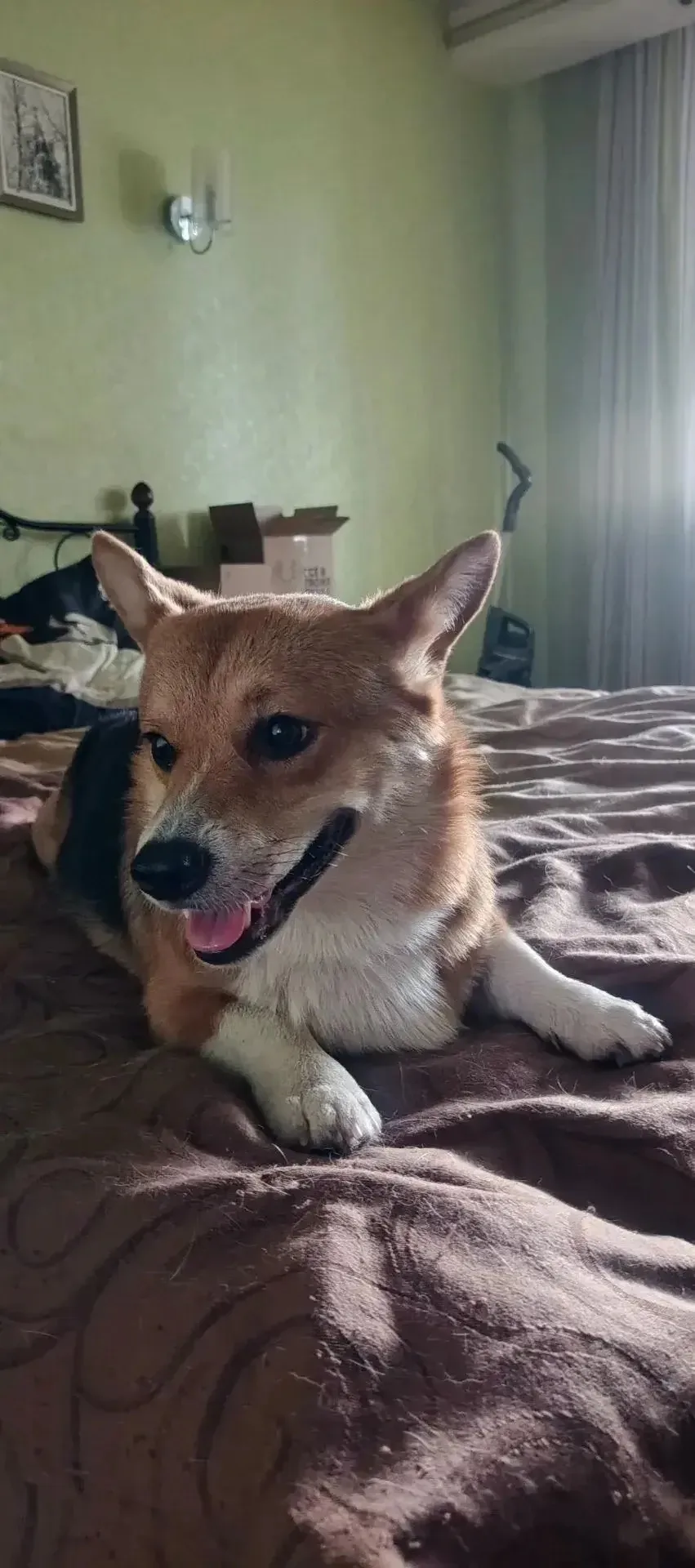 Стич😍