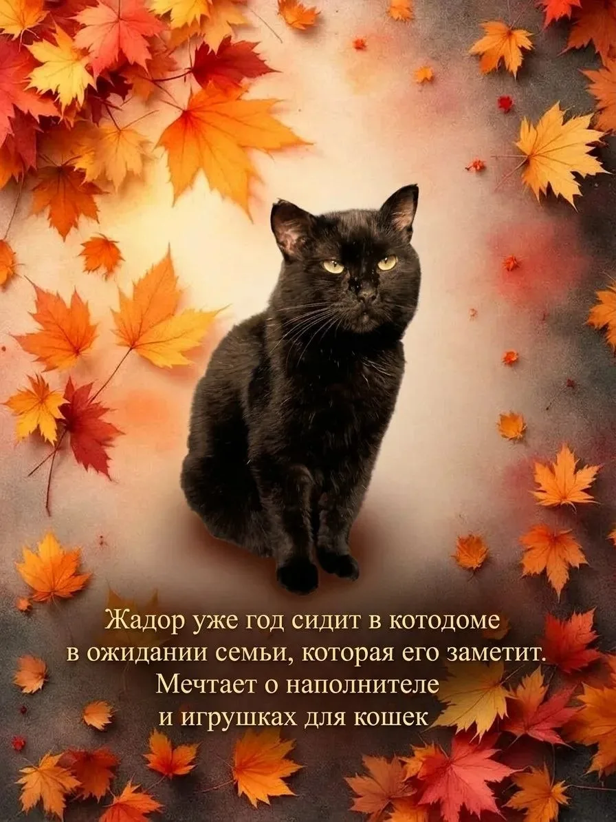 🍁🍁ОСЕННИЙ КОТОПАД 🍁акция для бездомных котиков🥺