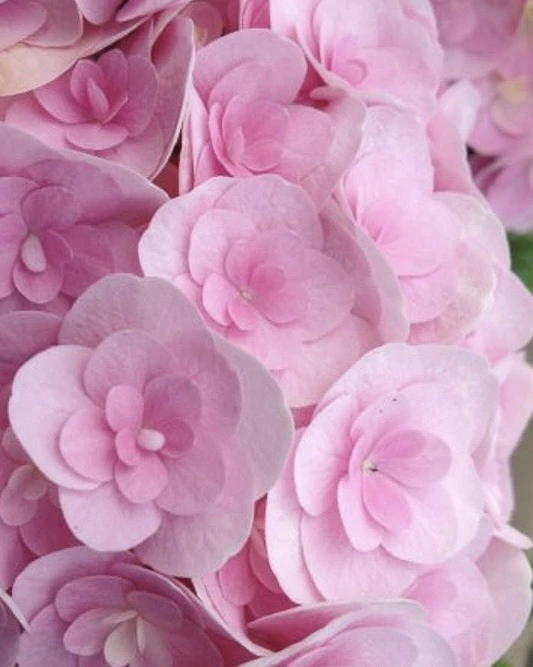 🌸 Гортензия Дабл Пинк Лав — махровое облако розового цвета  Крупнолистная гортензия Дабл Пинк Лав — 